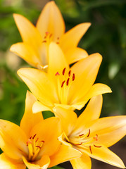 Obraz premium Yellow flower in the park.
