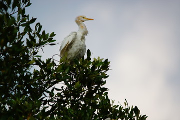 Catlle egret is in a tree branch