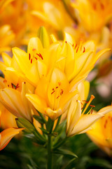 Obraz premium Yellow flower in the park.