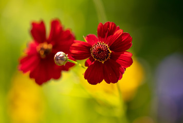 Red flower in the park.