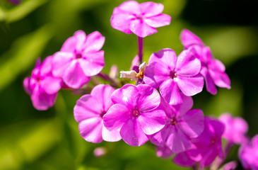 Fototapeta premium Pink flower in the park.