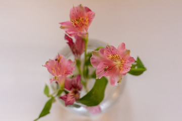 small bouquet of 3 pink astromeria flowers in a glass vase