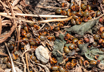 Dead Colorado beetles are lying on the ground