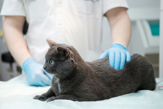 Cat visiting vet for regular check up