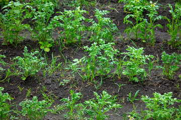 Tomato pieces grow on the ground.
