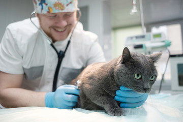 examination of a cat in a veterinary clinic