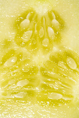 Fresh green cucumber in a cut