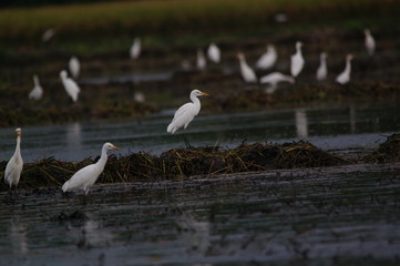 Catlle egret is looking for food in the fields