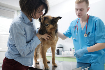 Dog check up at animal hospital