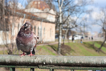A dove sits on the fence of the bridge and waits for him to be fed. 1st Lavra Bridge over Monastyrka River in Saint Petersburg, Russia