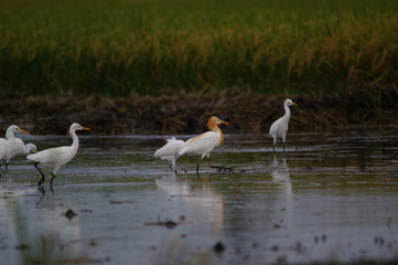 Catlle egret is looking for food in the fields