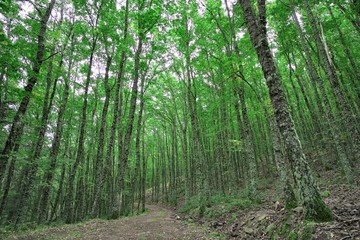 Fototapeta na wymiar Trail In A Beech Forest