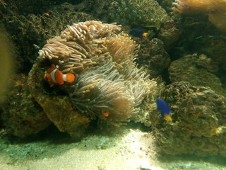 fish in aquarium