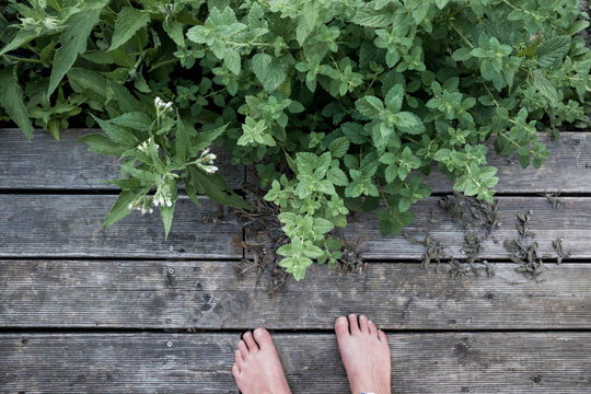 Füße auf Holzterrasse vor Kräuterbeet
