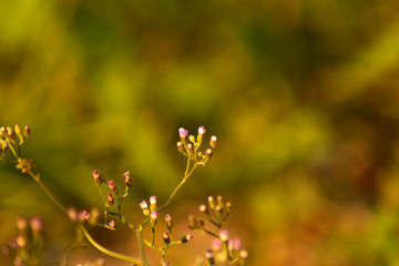 vernonia cinerea , little ironweed in garden