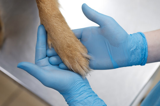 Dog visiting vet for regular check up
