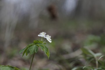 korea wild plants flower macro photograph