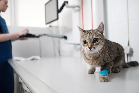 cat inspection in the vet.
