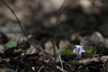 korea wild plants flower macro photograph