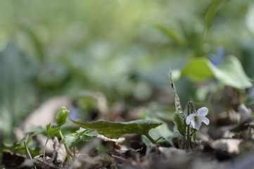 korea wild plants flower macro photograph