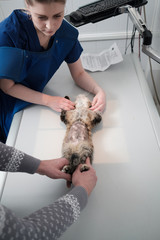 Cat having ultrasound scan in vet office.
