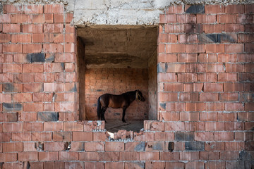 Ein verwahrlostes Pferd steht in einer Ruine