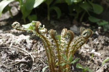 korea wild plants flower macro photograph