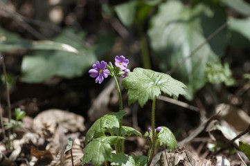 korea wild plants flower macro photograph