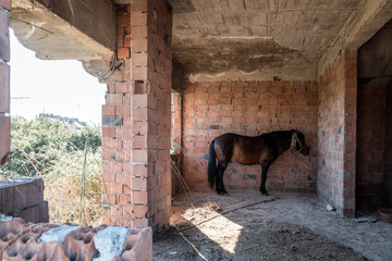 Einsames Pferd steht angebunden in einer Ruine