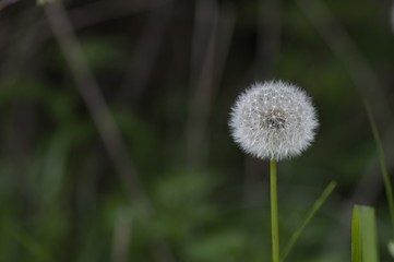 korea wild plants flower macro photograph