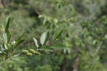 korea wild plants flower macro photograph