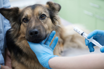 Dog visiting vet for regular check up