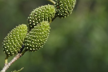 Fototapeta premium korea wild plants flower macro photograph