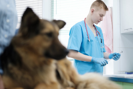 Dog visiting vet for regular check up