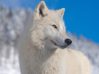 polar wolf portrait on sky background