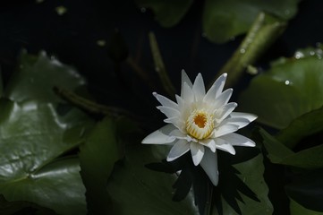 korea wild plants flower macro photograph