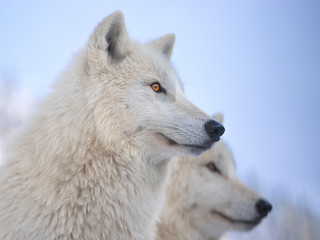 Obraz na płótnie Canvas two portrait of a polar wolf on a blue background.