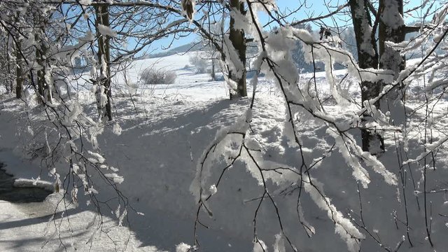 Snow falling from leafless tree branches on country background