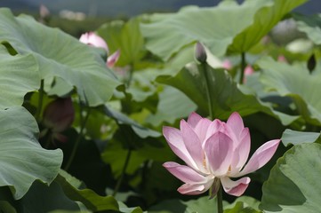 korea wild plants flower macro photograph