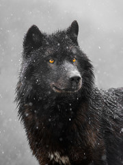 Portrait of a canadian wolf in snowy weather.