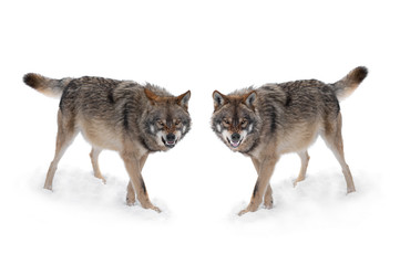  two gray wolf with a grin is isolated on a white background.