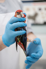 parrot in the hands of a doctor.