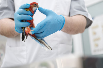parrot bites a doctor © Make_story Studio