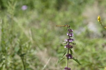 korea wild plants flower macro photograph