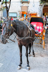Horse carriage in street of Sorrento