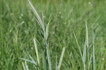 gras