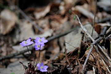 korea wild plants flower macro photograph