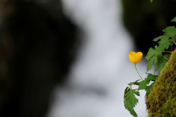 korea wild plants flower macro photograph