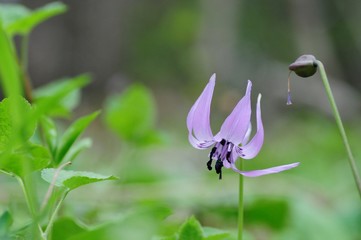 korea wild plants flower macro photograph