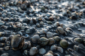 Muscheln im Watt bei Ebbe im Gegenlicht